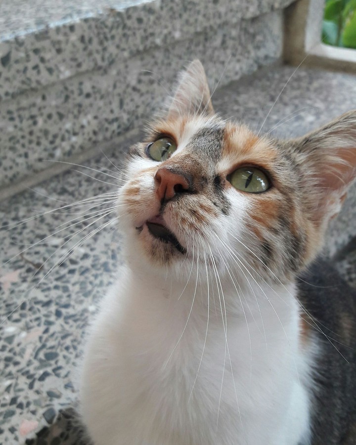 Cat's Eyes