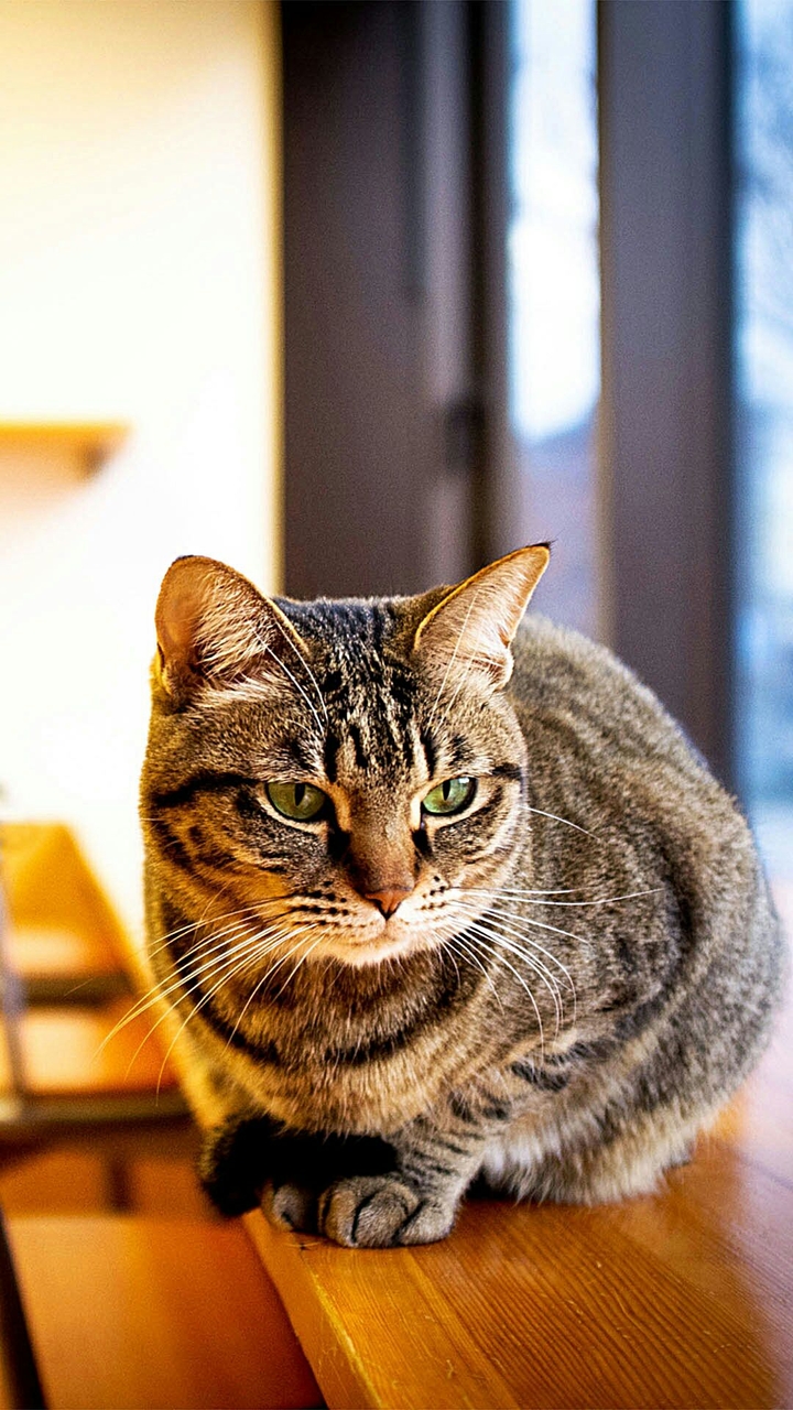 Cute Cat