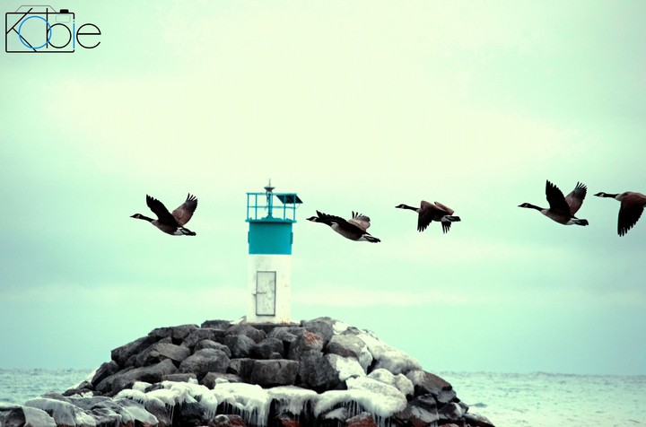 The flock has flown