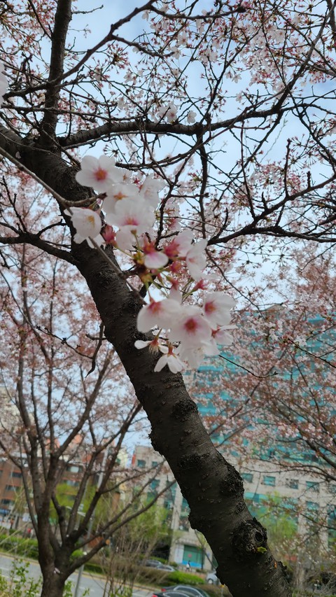 Oriental cherry
