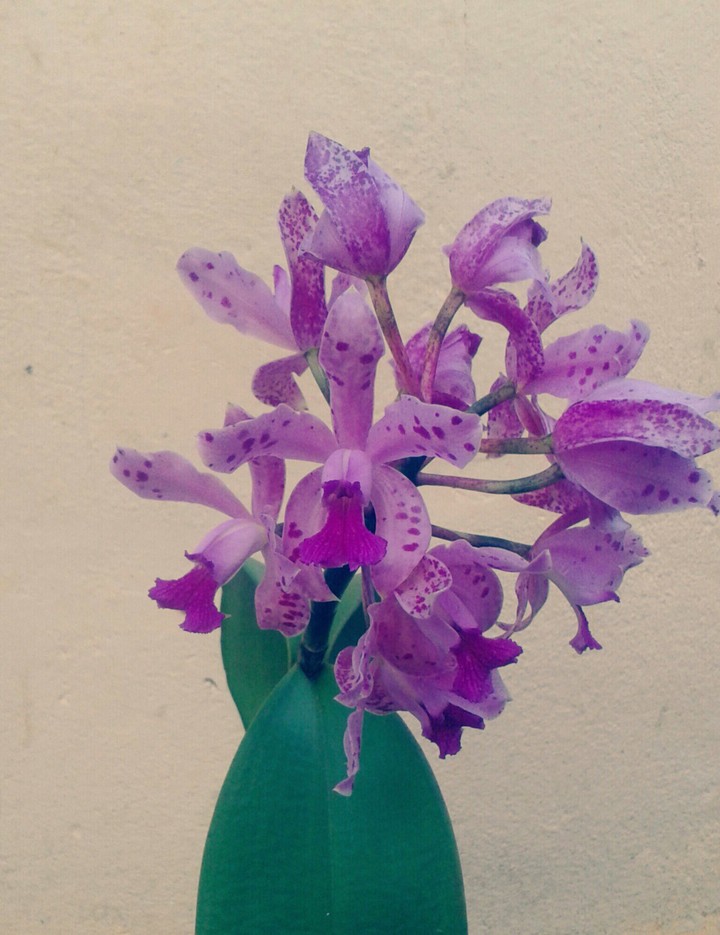 Orquídea