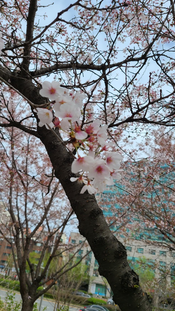Oriental cherry