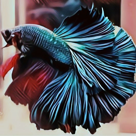 Betta Fish
