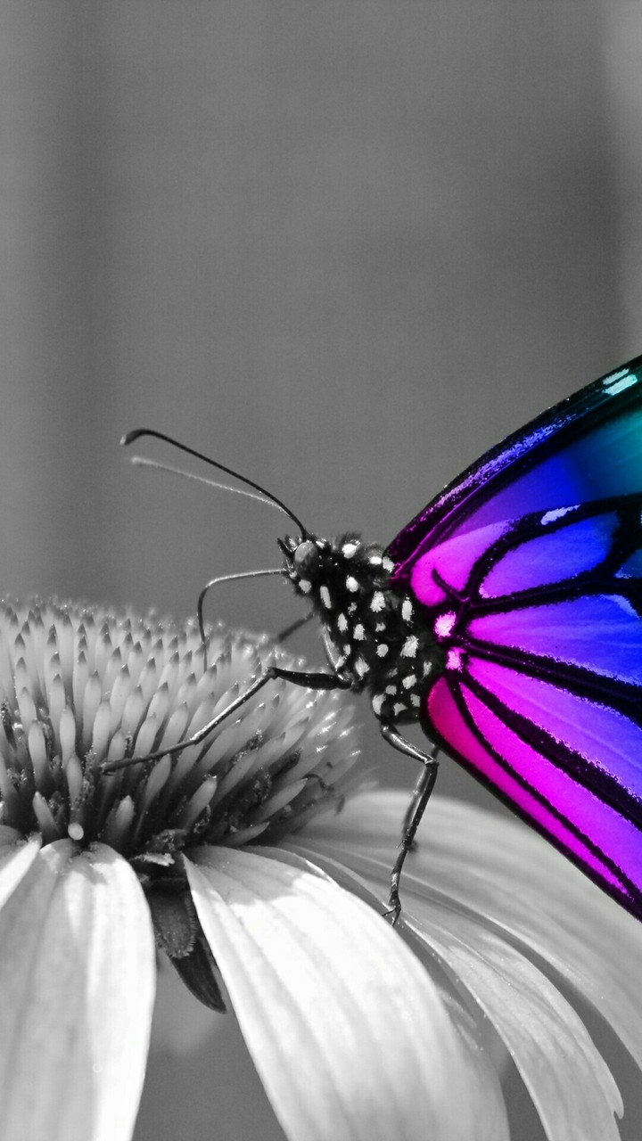 Schmetterling