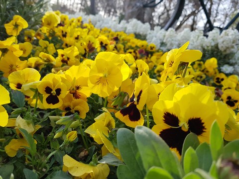 flowers