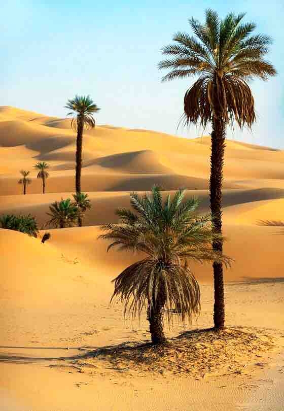 Desert