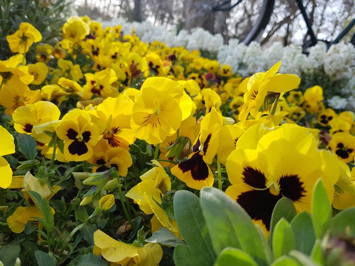 flowers