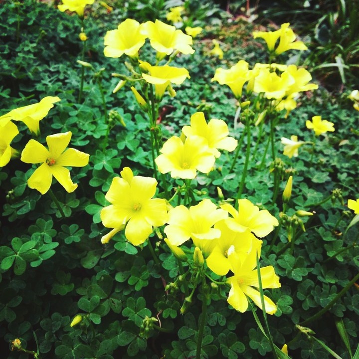 yello day