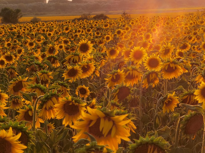Sunflower field
