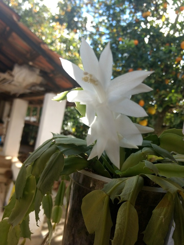 flor branca da paz.
