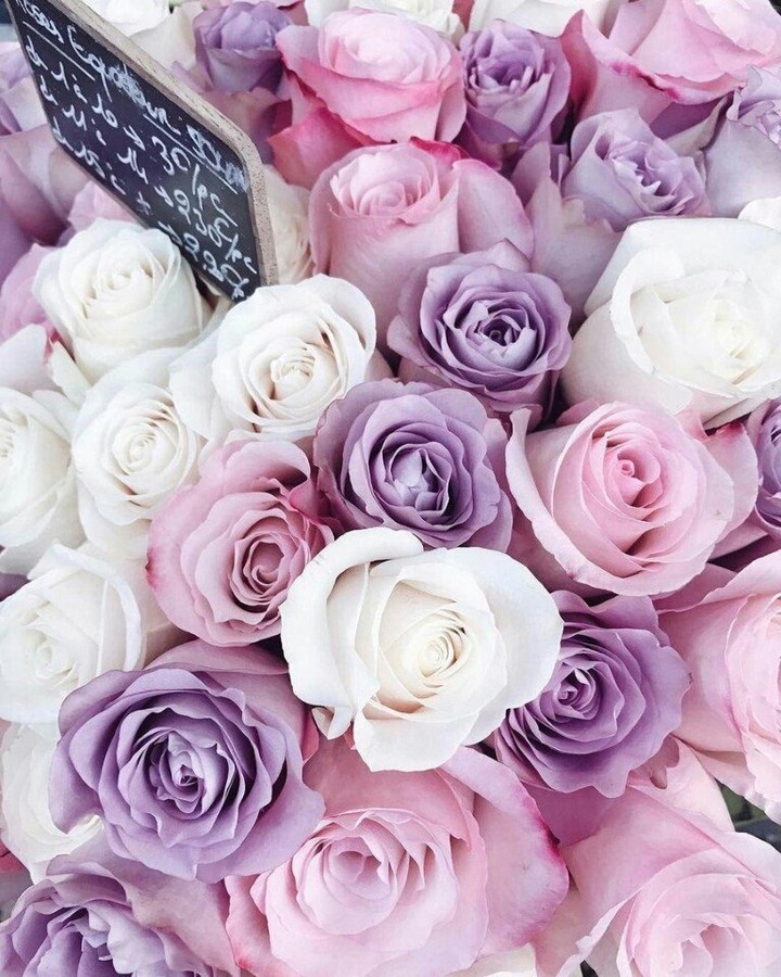 Roses