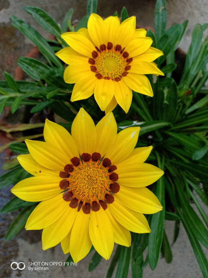 # yellow love,,