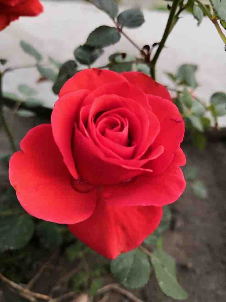 muhmjawad