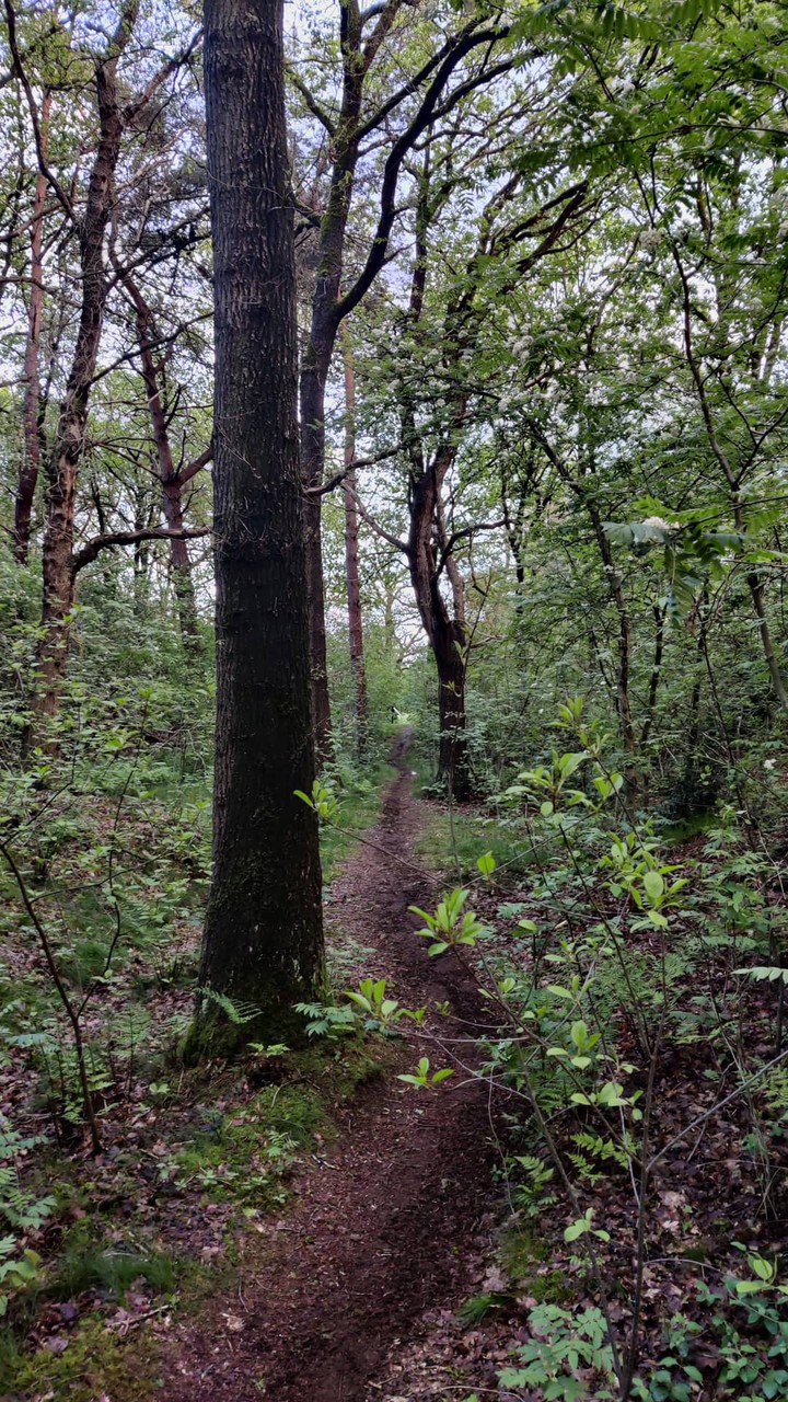 forest