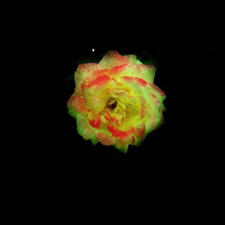 flower dark