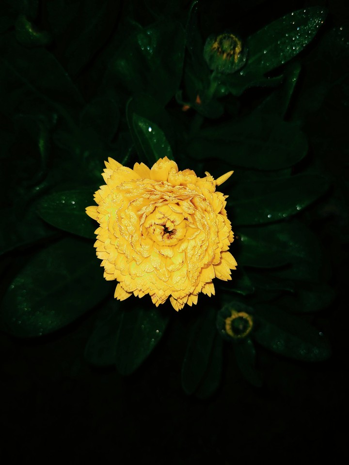 again beautiful flower