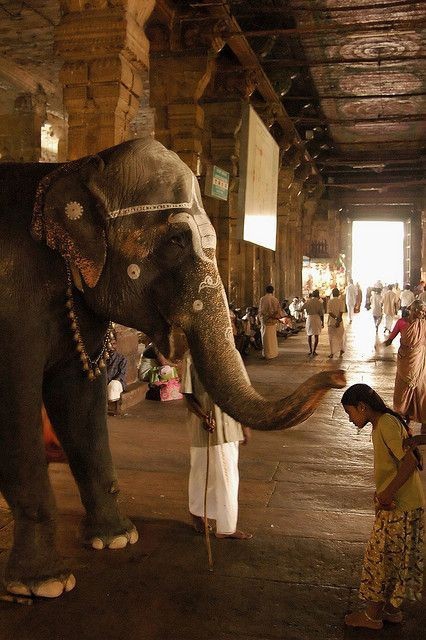 Elephant