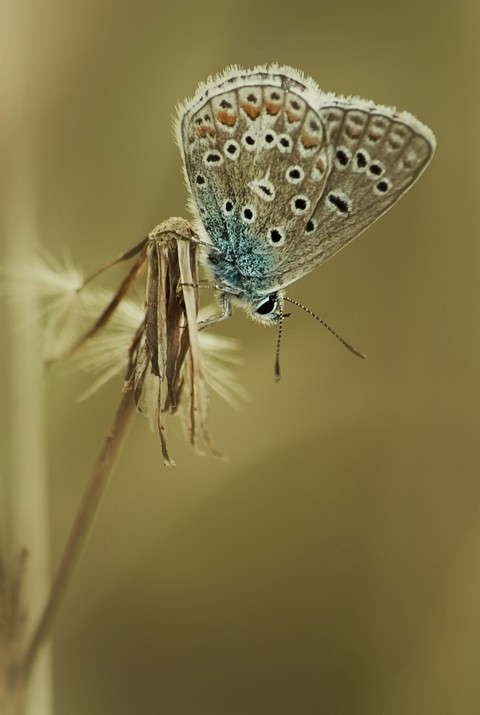 polyommatus, butterfly achtergronden