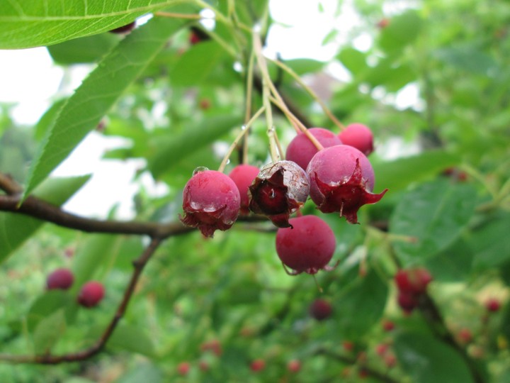 Berrys