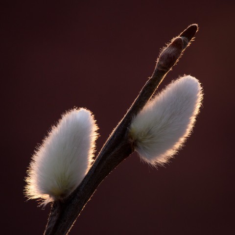 Catkin
