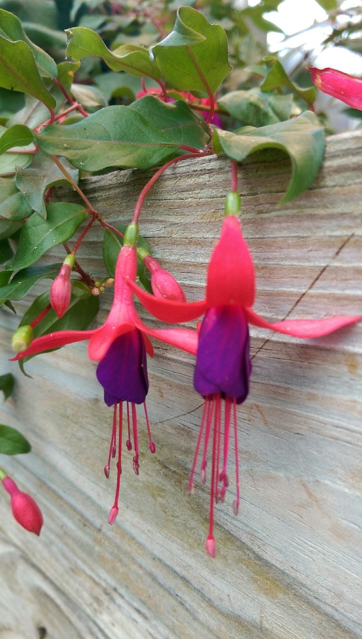 Sweet flower