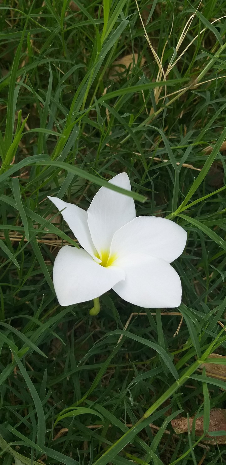 flawer