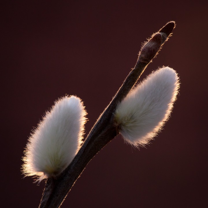 Catkin