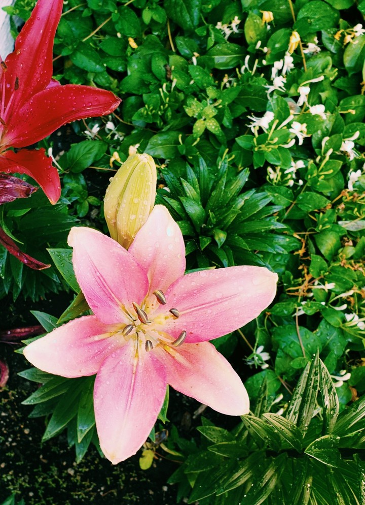 beautiful pink lily
