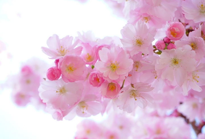 Kirschblüte