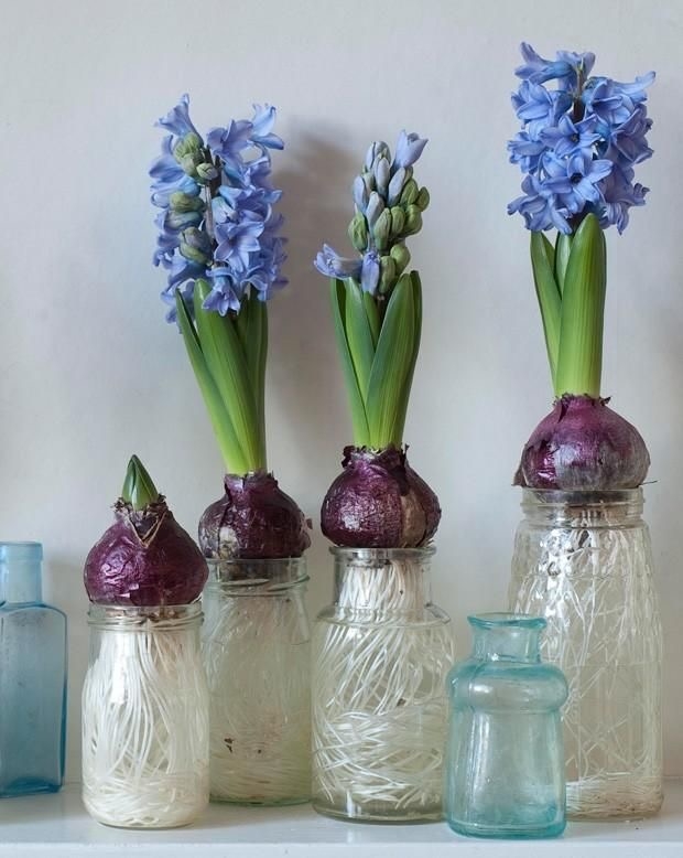 Hyacinths