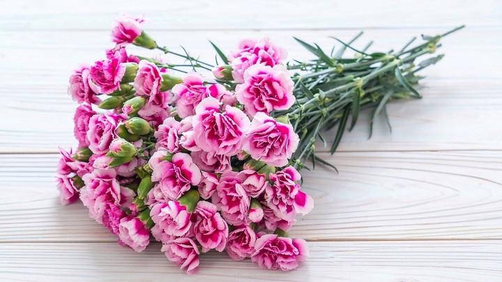 carnation