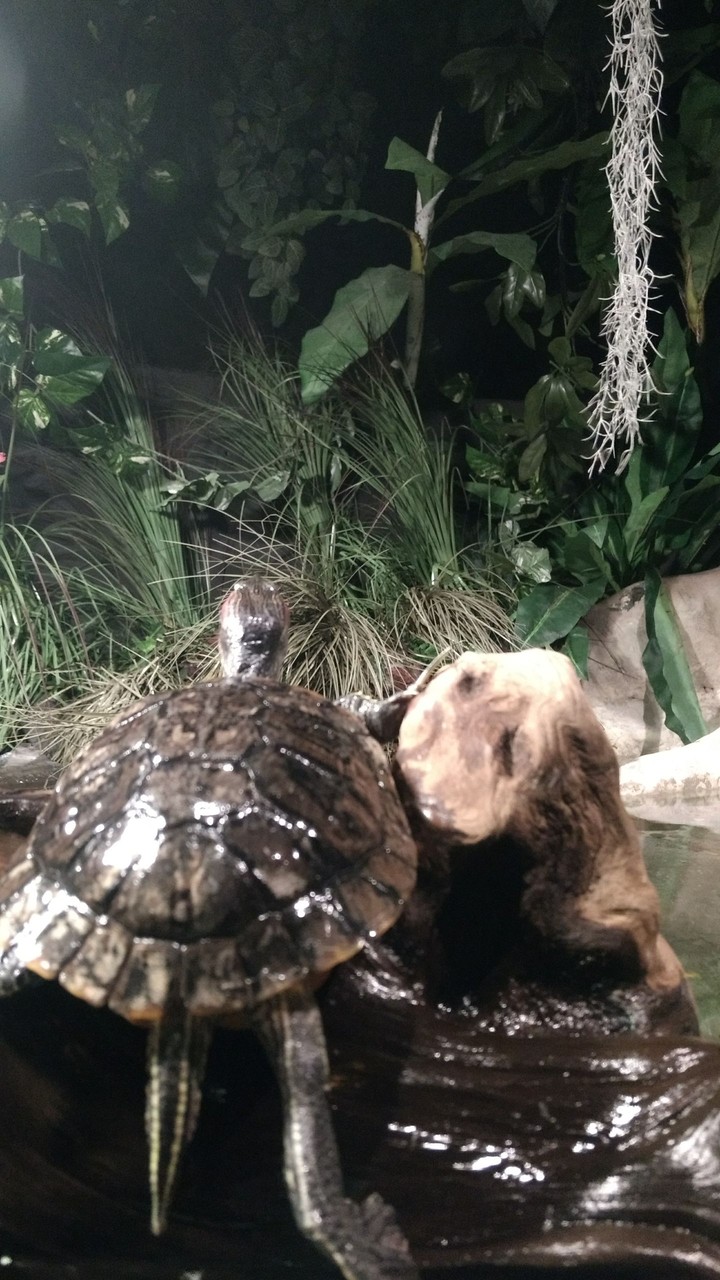 Turtles?