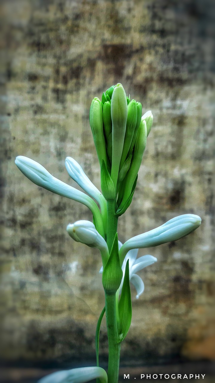 AGAVE AMICA FLOWER