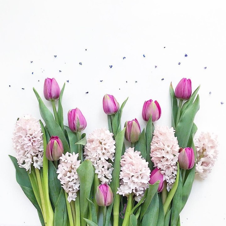 tulip & hyacint