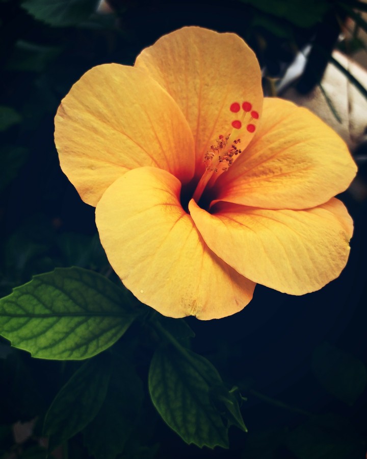 natures beauty