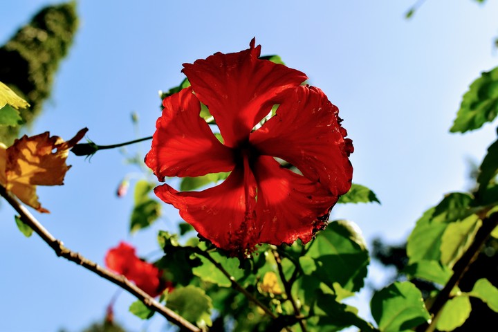 hibiscus