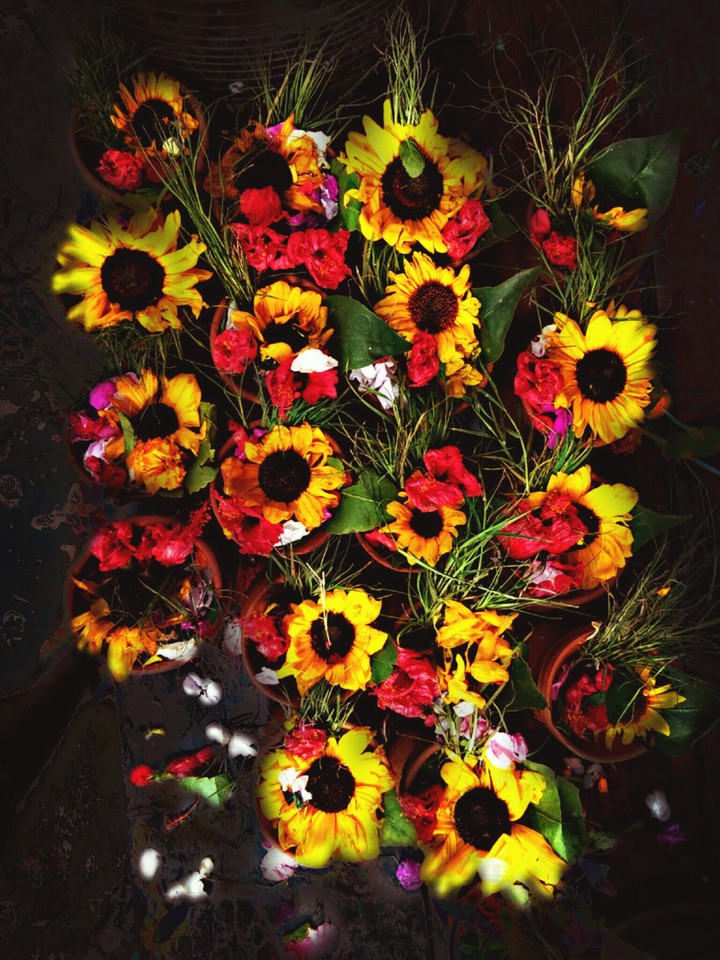 Sun Flower