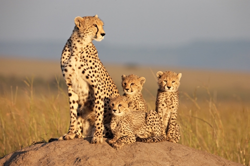 Family