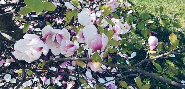 Magnolia