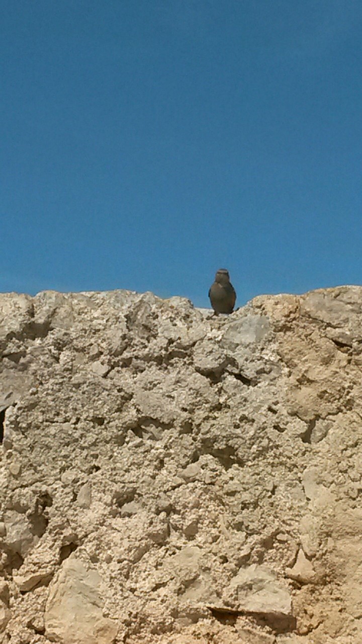Bird from Mallorca!
