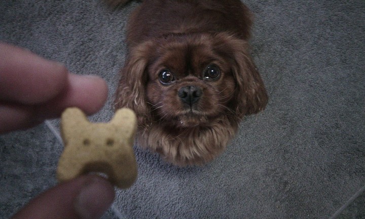 my dog nice