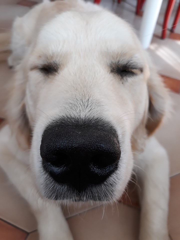 Doggy❤