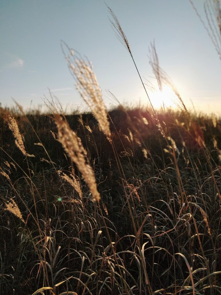 Grass