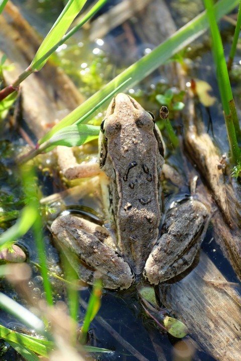 fonds d'écran grass, frog