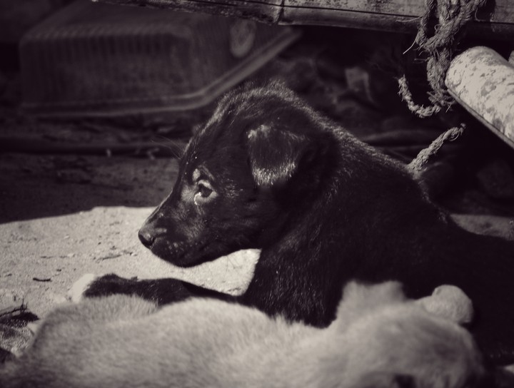 puppy