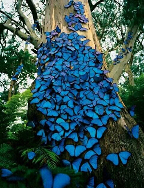 Blue Butterfly