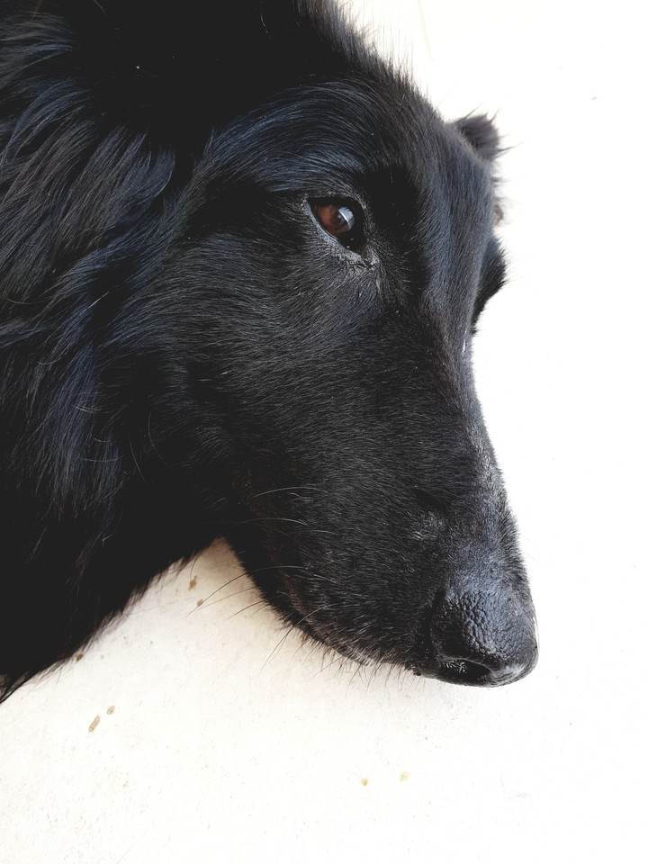 My Dog