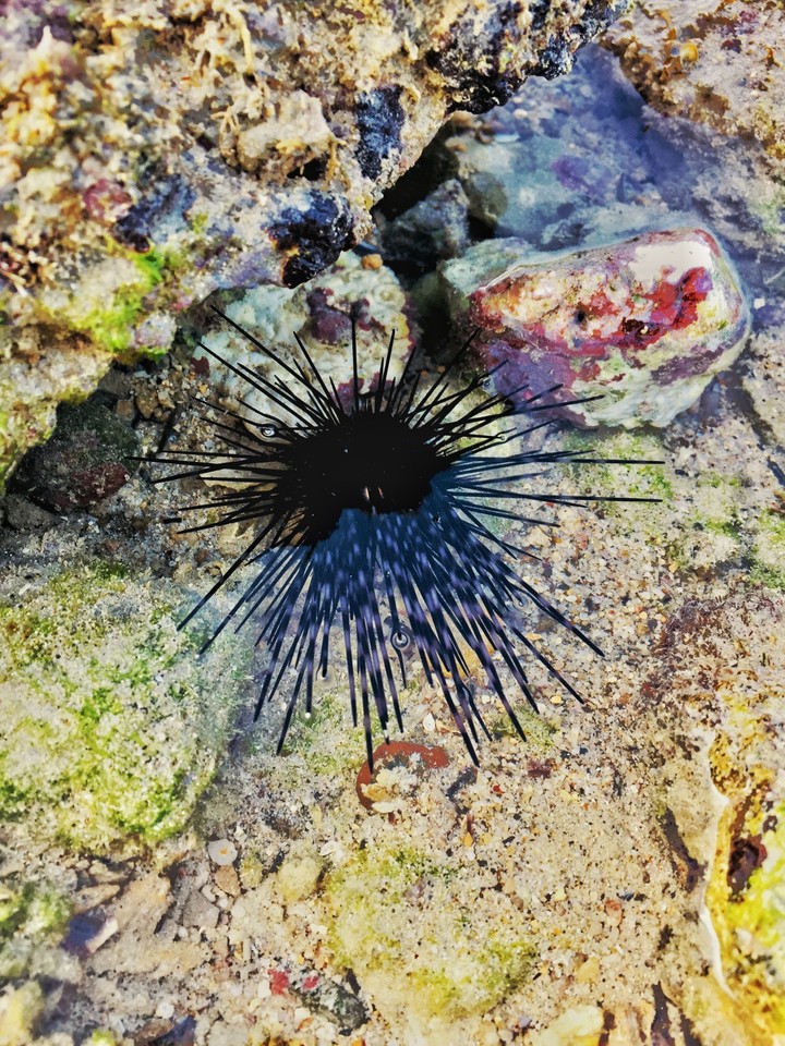 I think its Sea Porcupine