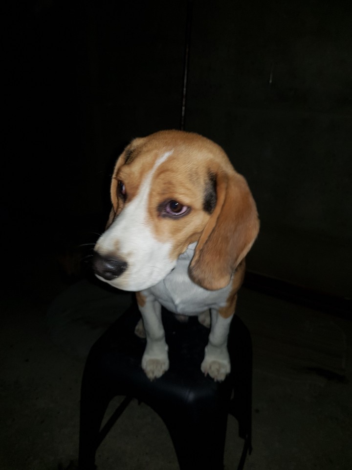Don Bruno
