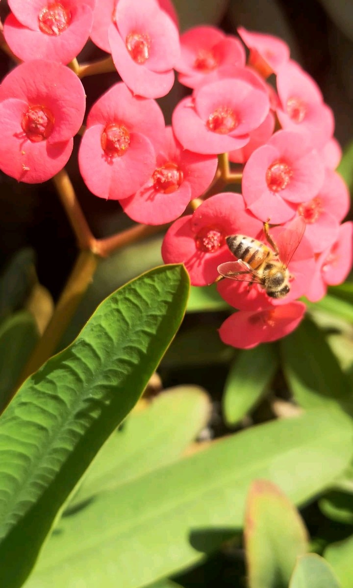 Lo dulce de la flor